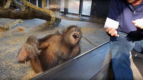 The monkey reacts with laughter to the magic trick